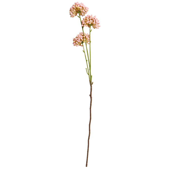 Flor Allium Rosa | Flores | decoracion